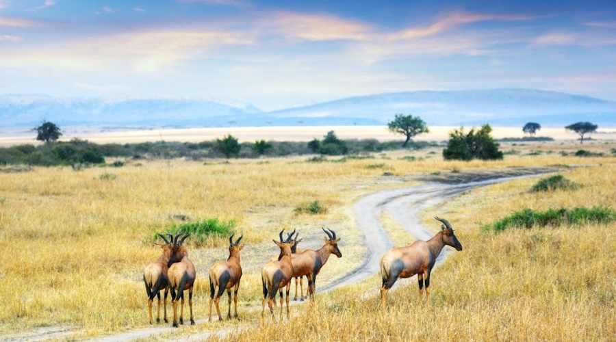 8 DAYS MAASAI MARA -SERENGETI -NGORONGORO BUDGET GROUP SAFARI