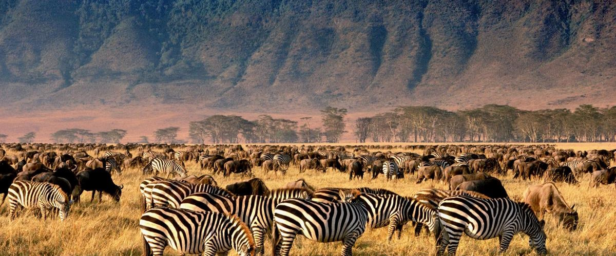 8 DAYS MAASAI MARA -SERENGETI -NGORONGORO BUDGET GROUP SAFARI