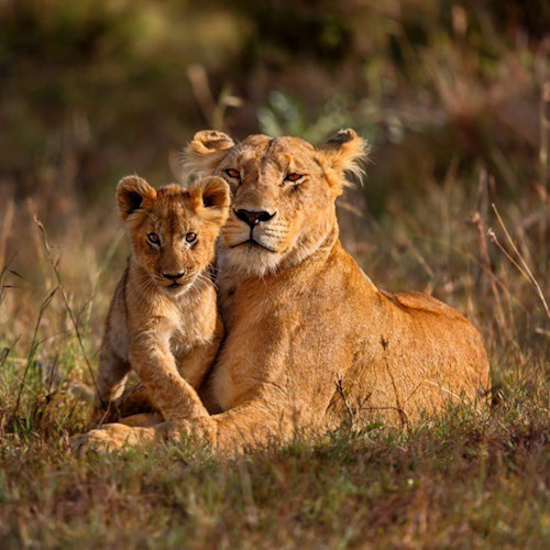 Kenya Safaris Kenya Safaris